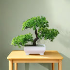 Bonsai in Ghiveci