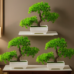 Bonsai in Ghiveci